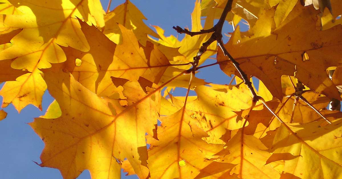 oak-tree