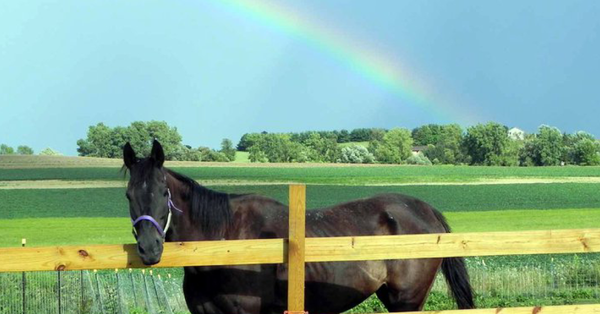#PoulinPowered Highlight: Begin Again Horse Rescue